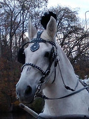 Dixie Bridle.jpg